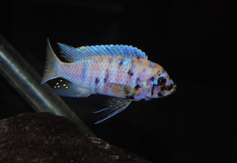 Maylandia zebra 'Mitande Reef (Rocks)'